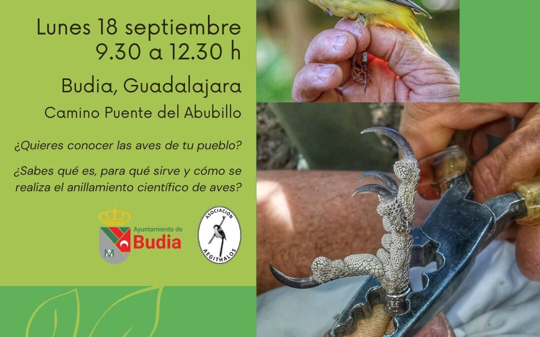 ANILLAMIENTO CIENTÍFICO DE AVES