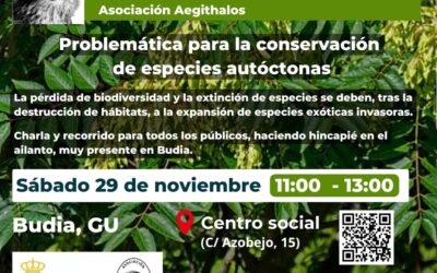 TALLER DE PAJAROS