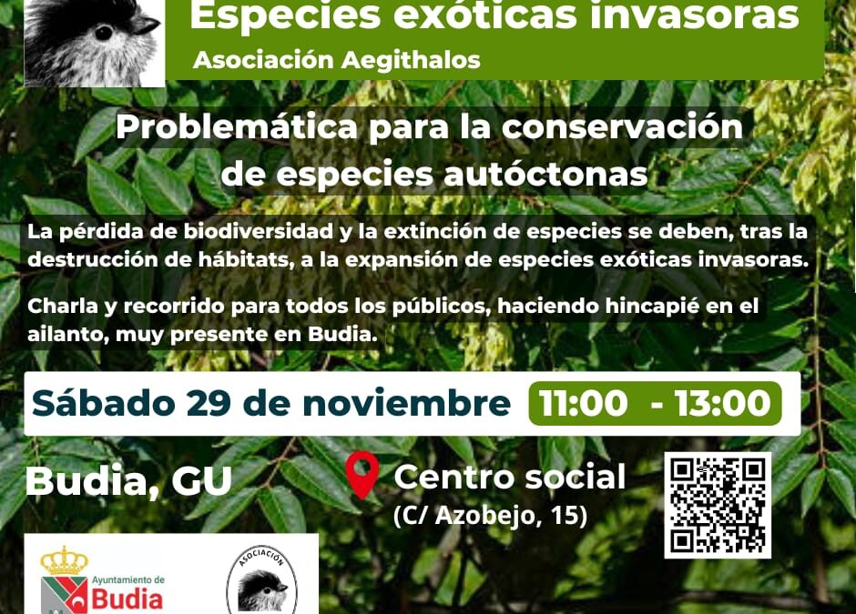 TALLER DE PAJAROS